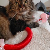 Entry image for Effie Trinket