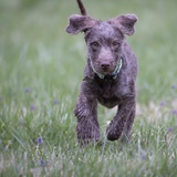 Entry image for Wren