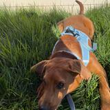 Entry image for Phoebe 