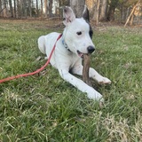 Entry image for Aspen 