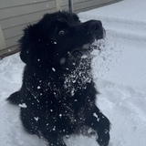 Entry image for Walter