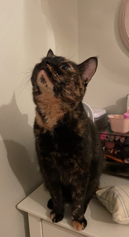 Entry image for Lilah. Clicking this image will show a larger photo