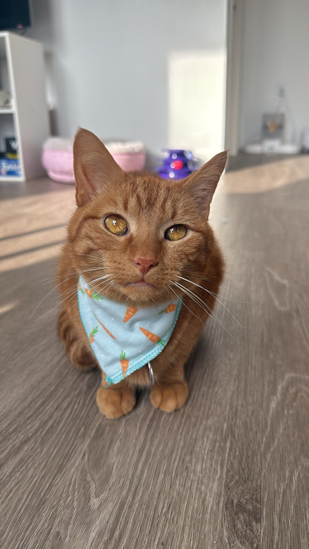 Entry image for Ziggy. Clicking this image will show a larger photo