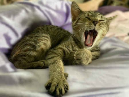 Entry image for Pretzel. Clicking this image will show a larger photo