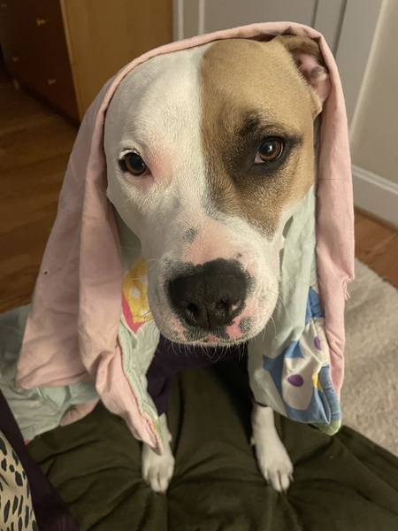 Entry image for Doggy. Clicking this image will show a larger photo