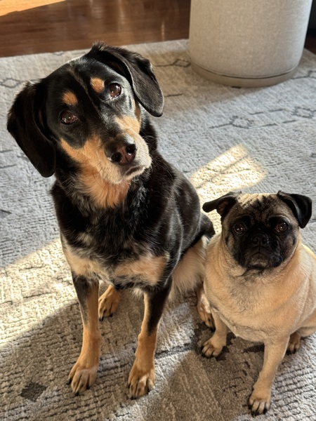 Entry image for Josie & Sally. Clicking this image will show a larger photo