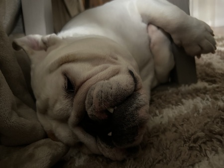 Entry image for Rosebud. Clicking this image will show a larger photo