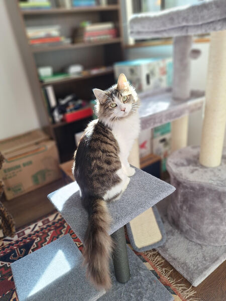 Entry image for Michi Fur Cloud. Clicking this image will show a larger photo