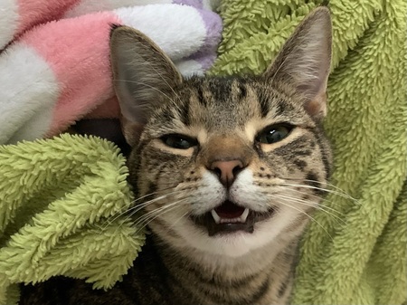 Entry image for Minibelle . Clicking this image will show a larger photo