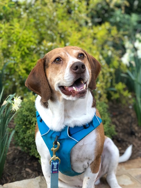 Entry image for Tank Bruse . Clicking this image will show a larger photo