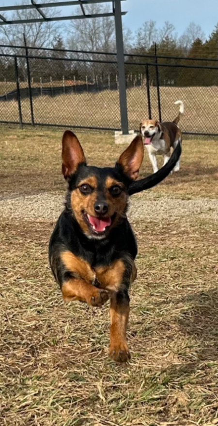 Entry image for Pepper Bruse . Clicking this image will show a larger photo