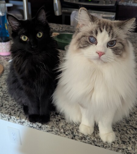 Entry image for Prosciutto and Cheese . Clicking this image will show a larger photo