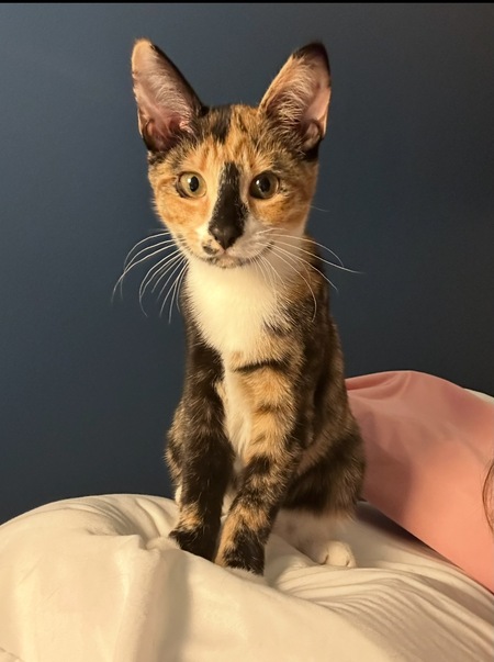 Entry image for Bibi. Clicking this image will show a larger photo