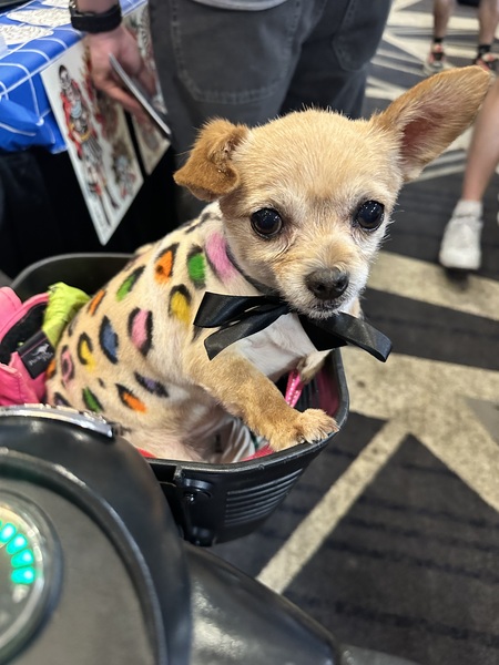 Entry image for Pearl. Clicking this image will show a larger photo