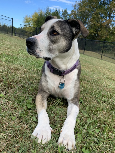 Entry image for Olive. Clicking this image will show a larger photo