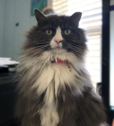 Entry image for Pyewacket. Clicking this image will show a larger photo