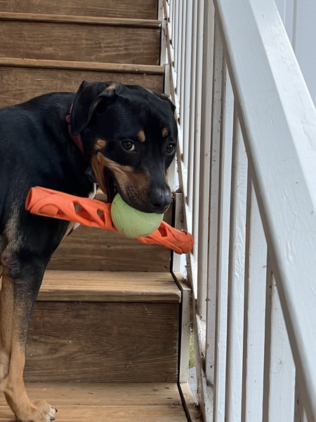 Entry image for Brinabell. Clicking this image will show a larger photo