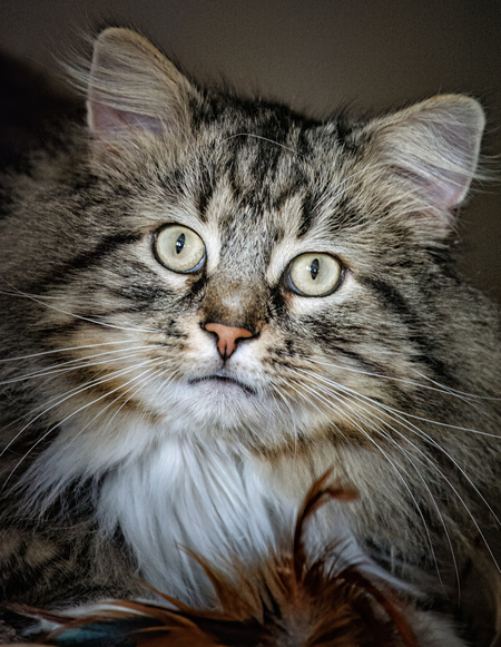 Entry image for Max Kozura. Clicking this image will show a larger photo