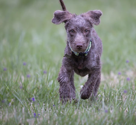 Entry image for Wren. Clicking this image will show a larger photo