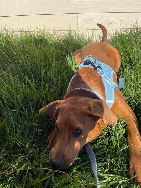 Entry image for Phoebe . Clicking this image will show a larger photo