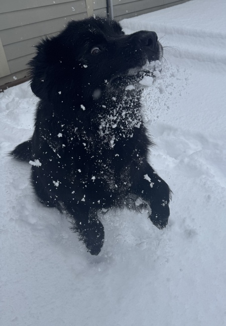 Entry image for Walter. Clicking this image will show a larger photo