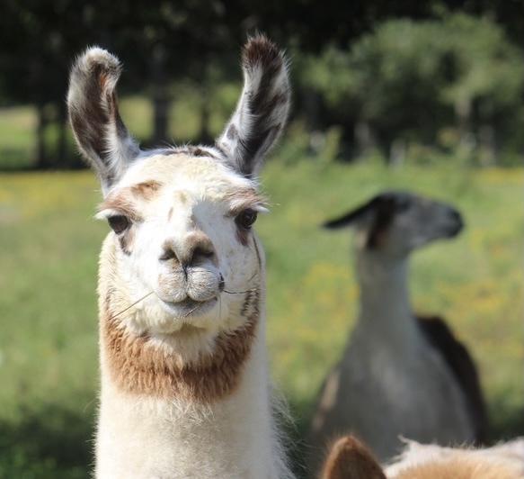 Banner for TMMA Farms & Sanctuary Photo Calendar Contest