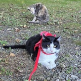 Entry image for Pluto and tigerlilly