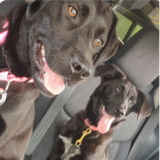 Entry image for Honey and Sally
