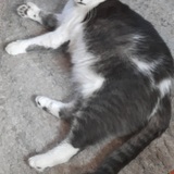 Entry image for Bootsie