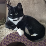 Entry image for Frankie