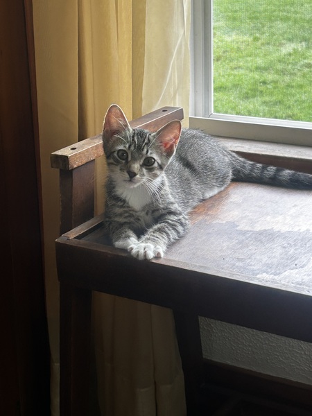 Entry image for Benji. Clicking this image will show a larger photo