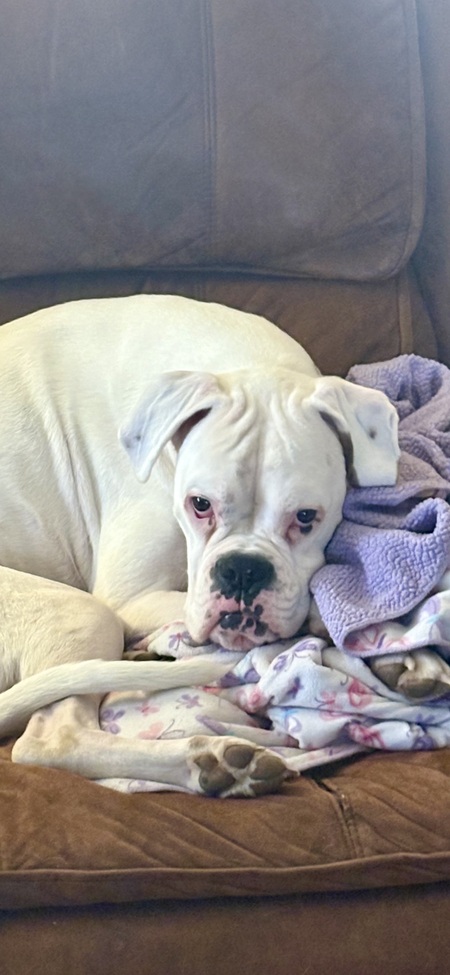 Entry image for Jasper. Clicking this image will show a larger photo