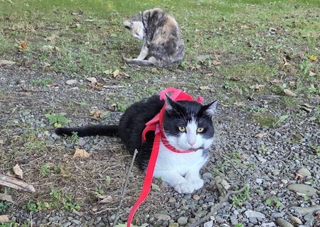 Entry image for Pluto and tigerlilly. Clicking this image will show a larger photo