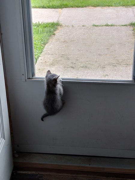 Entry image for Chase . Clicking this image will show a larger photo