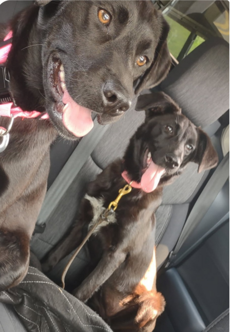 Entry image for Honey and Sally. Clicking this image will show a larger photo