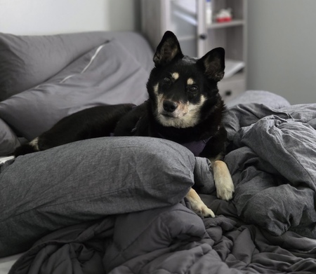 Entry image for Zoey. Clicking this image will show a larger photo
