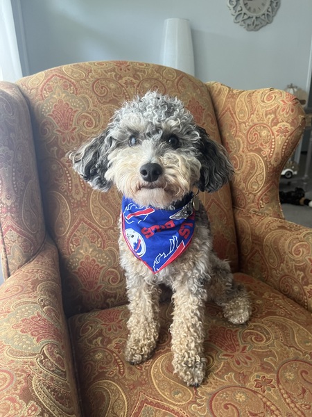 Entry image for Murphy. Clicking this image will show a larger photo