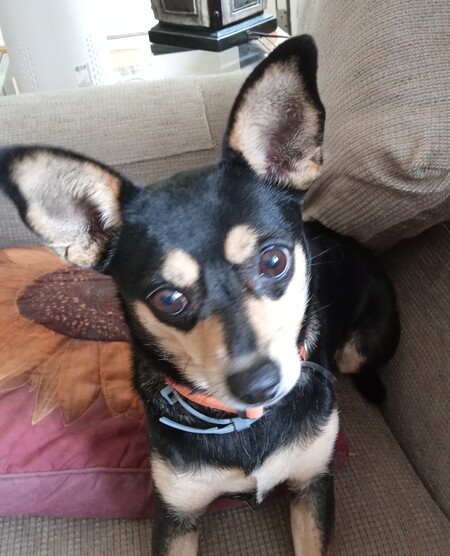 Entry image for Daisy. Clicking this image will show a larger photo