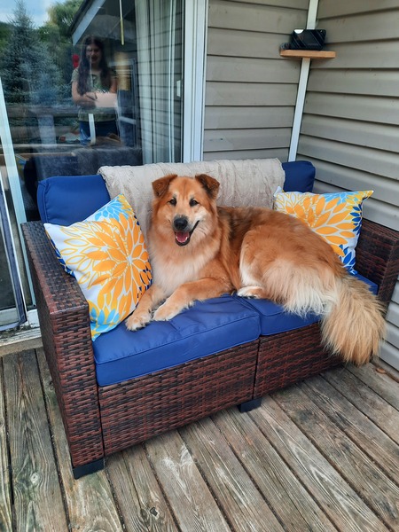 Entry image for Cooper. Clicking this image will show a larger photo