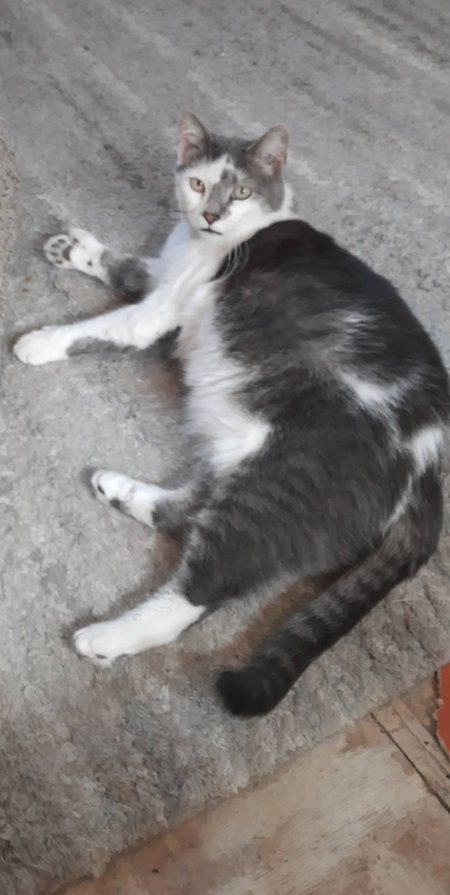 Entry image for Bootsie. Clicking this image will show a larger photo
