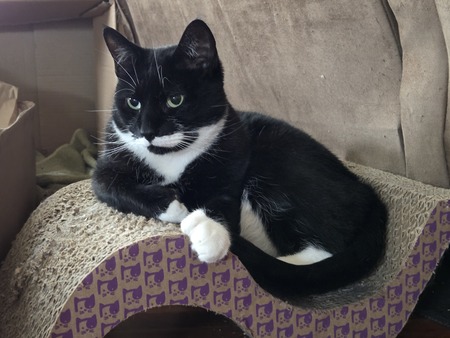 Entry image for Frankie. Clicking this image will show a larger photo