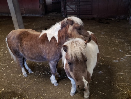 Entry image for Sparrow & Sweetie Pie. Clicking this image will show a larger photo