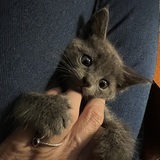 Entry image for Nermal