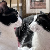 Entry image for Elvis & Dolly