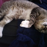 Entry image for Fatty tabby 