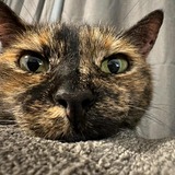 Entry image for Stella