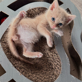 Entry image for Stuart Little 