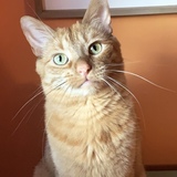 Entry image for Pickles