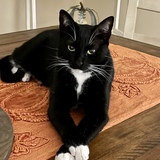 Entry image for Harold