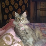 Entry image for Start light 